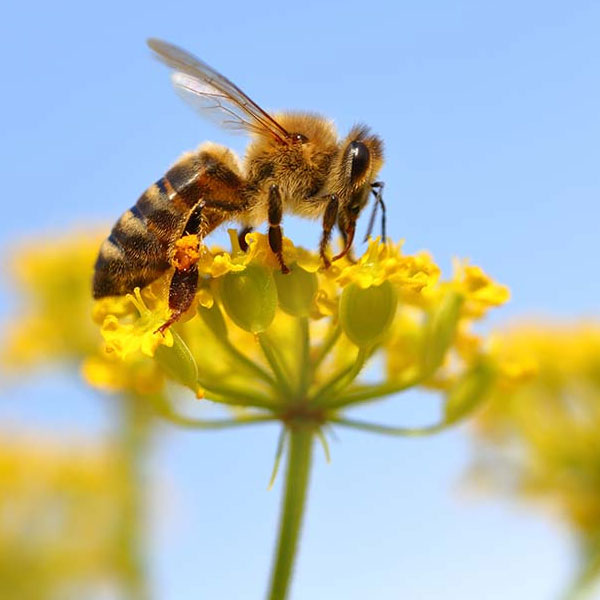 Bienen mieten - Honigweide für Honig- und Wildbienen 