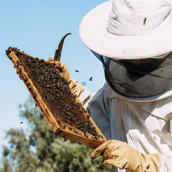 Bienen mieten - Warum Bio-Honig anders ist